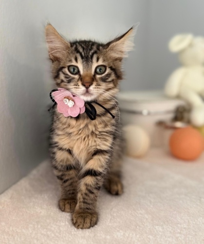 Hera yuva arıyor. fotoğraf