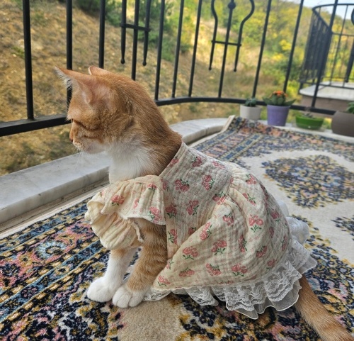 2 kedi birlikte sahiplendirilecektir fotoğraf