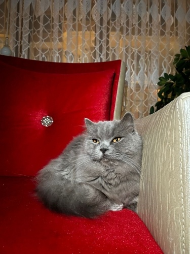 Kendisi çok sakin ve eğitimleri olan bi yakışıklı kedimizdir fotoğraf