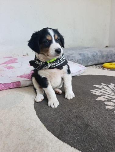 45 günlük bebek yaa fotoğraf