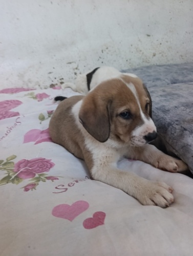 Bebek köpek anne küçük ırk fotoğraf