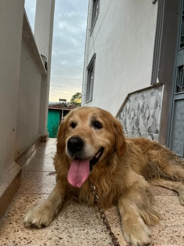 Golden oglumuzun ömürlük yuvasını arıyoruz fotoğraf