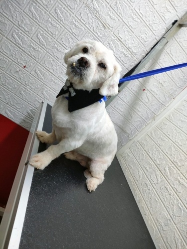 Maltese terrier oglumuzun yuvasını arıyoruz fotoğraf