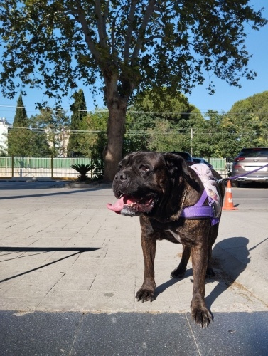 Maltese terrier kızımıza yuva fotoğraf