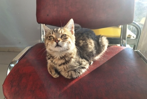 Fıstık acil yuva arıyor!!! fotoğraf