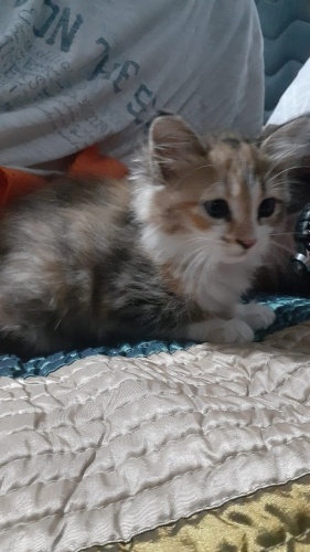 ÇOK ACiL YUVAYA İHTİYACI OLAN SEVİMLİ MİNİK fotoğraf