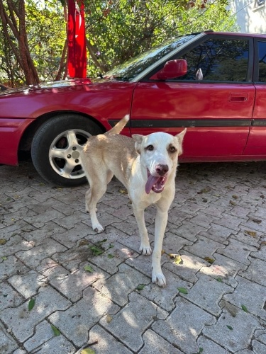 BAMBİ ONU TERKETMEYECEK AİLESİNİ ARIYORRR fotoğraf