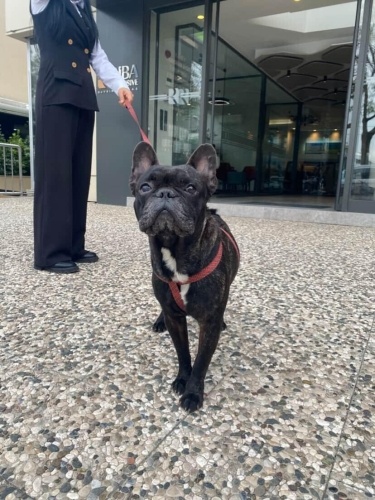 GECE ÖMÜRLÜK YUVASINI ARIYOR. fotoğraf