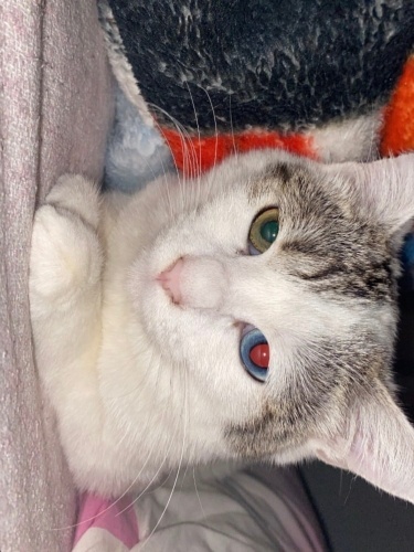 Dişi 1,5 yaşında Van kedisi fotoğraf