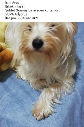 Tecrübeli Yuva Arıyoruz fotoğraf