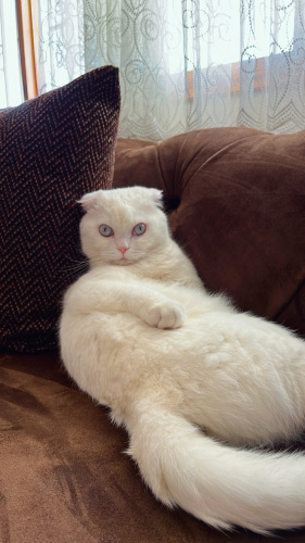 Kedime Acil Yuva Arıyorum**!! fotoğraf