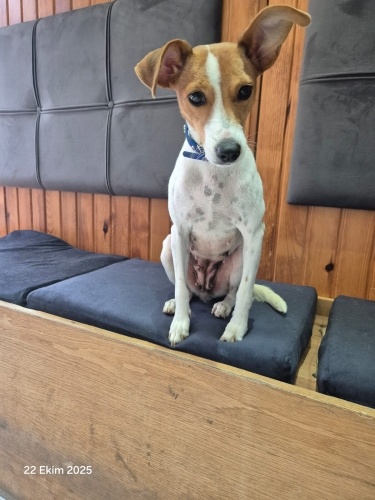 MİNİ MİNİ BEAGLE MELEZİ KISIR‼️ fotoğraf