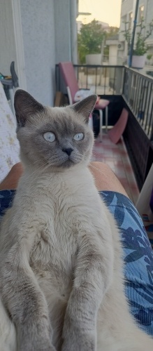 Acil Yuva Arıyorum fotoğraf