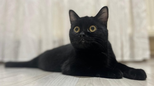 GUTİ YUVA ARIYOR fotoğraf