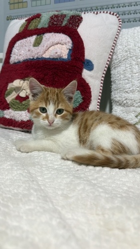 sokakta annesiz bulundu fotoğraf