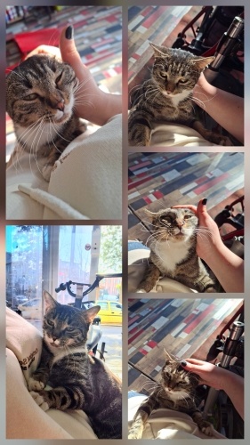 Sevgi delisi ve zeka küpü Bereket enerjisi garantili dişi kedi fotoğraf