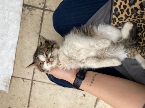 1.5 aylık sevecen yavru fotoğraf