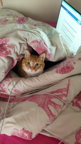 Ürkek tatlış kedi fotoğraf