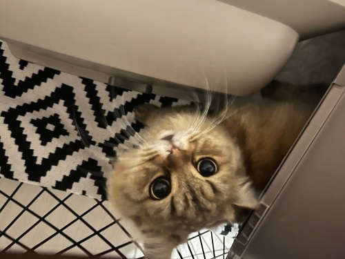 Sokaga atılmıs ölümden kurtardık. fotoğraf