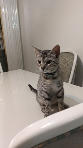 Sevecenmi sevecen oyuncu fotoğraf