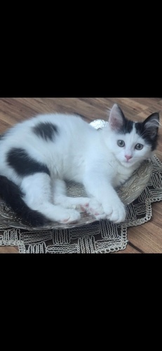 Araba motorundan kurtarıldı cana yakin sakin fotoğraf