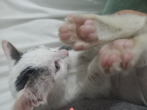 Otoban Bebek Yuva Arıyor fotoğraf