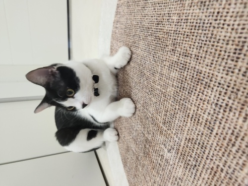 Kucakta olmayı seviyor Anneci bir kedi fotoğraf