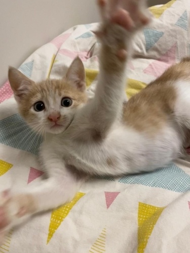 1,5 aylık oyuncu erkeğe yuva fotoğraf