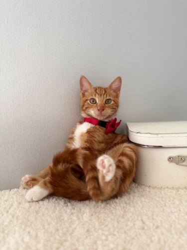 Toffee yuva arıyor fotoğraf