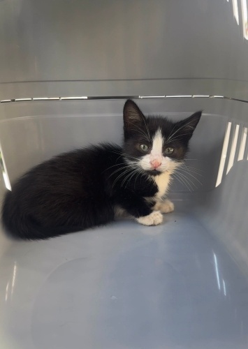 Mucize Miniğe Yuva fotoğraf