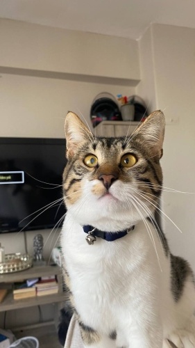 Fip atlattık simdi yuva arıyoruz fotoğraf