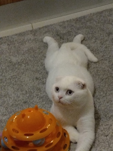 Ömürlük yuvamı arıyorum fotoğraf