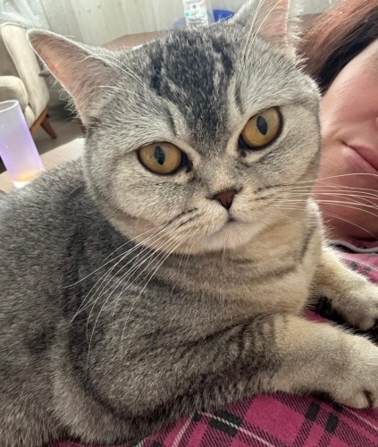 Yuvam Olurmusun 🐾 fotoğraf