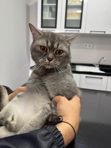 Sokakta bulduğum cins kedi sahiplendirmek istiyorum fotoğraf