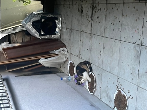 Miniş yuvasını arıyor! fotoğraf