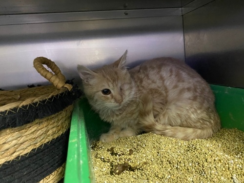 Salman tek gözü ile sokakta kalmasın fotoğraf