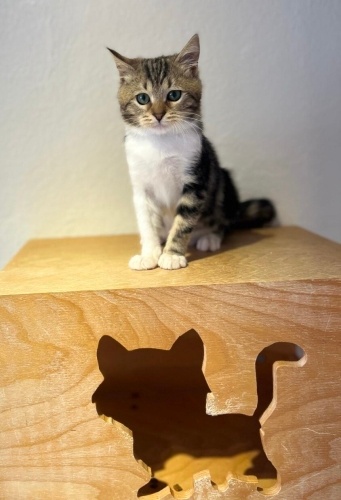 Yakışıklı prense yuva Pendik fotoğraf