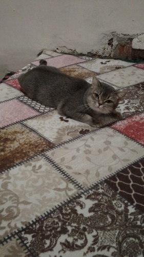 Güzel kedi hürrem fotoğraf