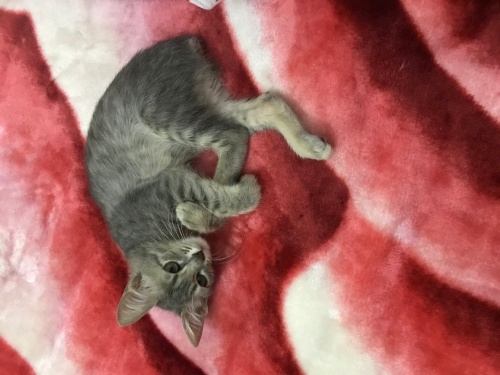 Kuyruksuz kızımıza acil yuva fotoğraf