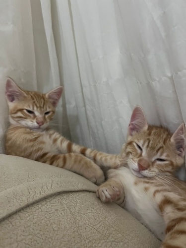 Yakışıklı behlülümüz ve zilli yuva arıyor fotoğraf