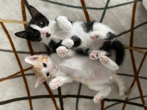 BİZE YUVA OLUR MUSUNUZ fotoğraf