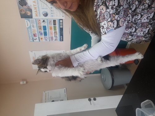 Uzun tüylü sevecen bu güzelliğe yuva arıyoruz fotoğraf