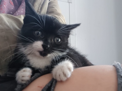 İZMİR DÜNYALAR TATLISI BEBEGİMİZE ÖMÜRLÜK YUVASINI ARIYORUZ fotoğraf