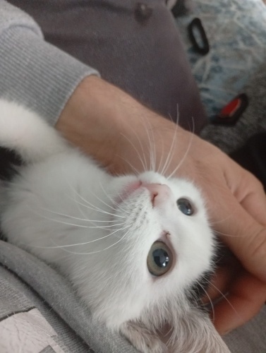 İZMİR DÜNYALAR TATLISI OYUNCU YAVRUMUZA ÖMÜRLÜK YUVASINI ARIYORUZ fotoğraf