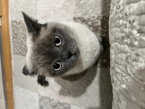 Sevilmelere doyamayan Pamuk fotoğraf