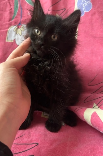 Pofuduk siyah bebek fotoğraf