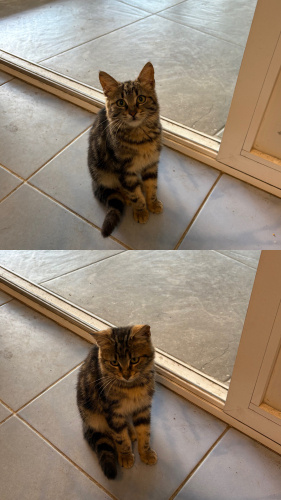 Başta çok korkak alıştıktan sonra sevgi bağımlısı fotoğraf