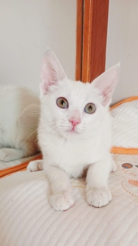 Pamuk van kedisi fotoğraf