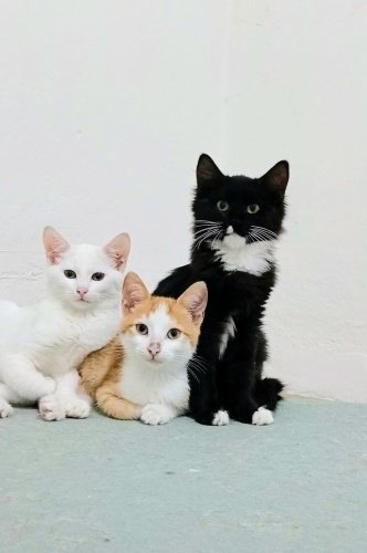 Ücretsiz sahiplenme Ankara ve smokin yavru fotoğraf