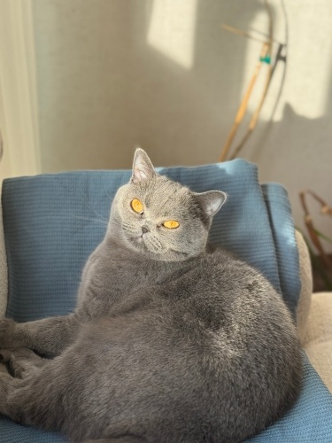 Mila mutlu, sıcak ve ömürlük yuvasını arıyor fotoğraf